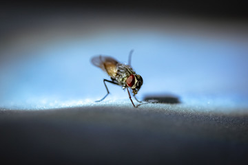 Ugly fly