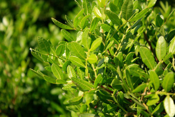 Fototapeta na wymiar Mastic tree, pistachio lentiscus on the sea side Mediterranean Sea.