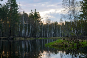 Autumn evening landscape with the river and a beautiful tree