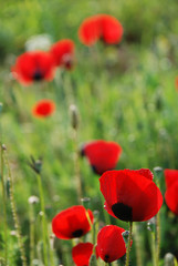 Spata Village, Greece / Flowers in the countryside