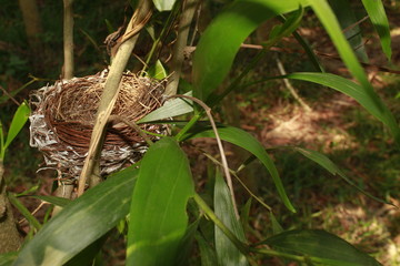Bird nest