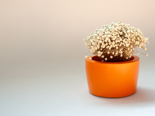 Beautiful dried flower in orange round concrete planter. Painted concrete pot for home decoration