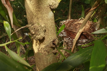 Bird nest