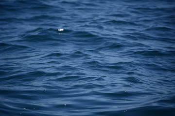 Naklejka premium Waves