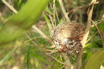 Bird nest