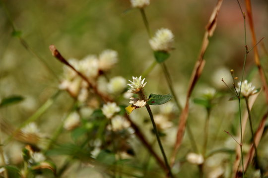 white clover flowers on the mountain slopes, with bokeh backgrounds and foreground, photographed during the hot day
