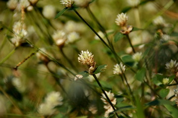 white clover flowers on the mountain slopes, with bokeh backgrounds and foreground, photographed during the hot day