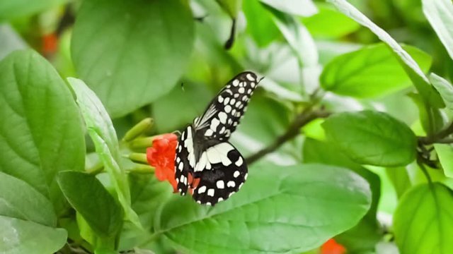 Lime Butterfly flying to Cordia flowers, feeding and flying away in Slow Motion