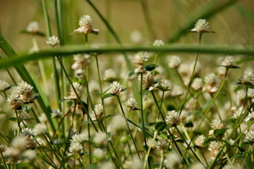 white clover flowers on the mountain slopes, with bokeh backgrounds and foreground, photographed during the hot day