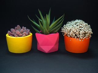 Beautiful various geometric concrete planters with cactus, flower and succulent plant. Colorful...