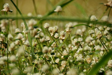 white clover flowers on the mountain slopes, with bokeh backgrounds and foreground, photographed during the hot day