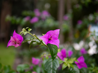 Blooming Bougainvillea flowers in Luang Prabang, Laos