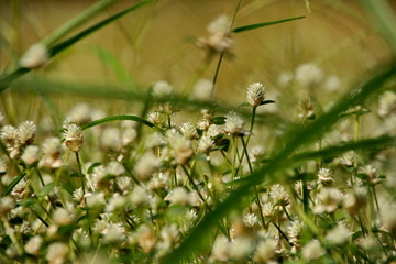 white clover flowers on the mountain slopes, with bokeh backgrounds and foreground, photographed during the hot day
