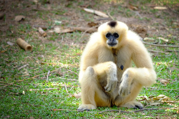 White and yellow gibbon monkey taking squat sitting on the green field grass