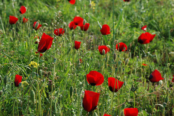 Spata Village, Greece / Flowers in the countryside