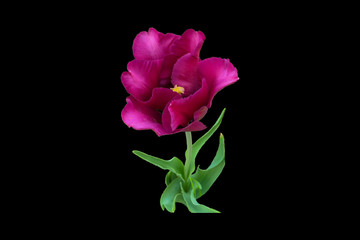 Beautiful lilac Tulip flower isolated white black background.