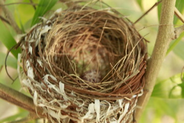 Bird nest