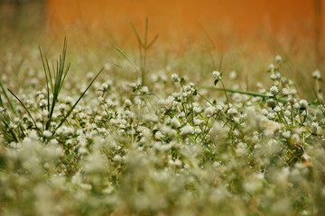 white clover flowers on the mountain slopes, with bokeh backgrounds and foreground, photographed during the hot day