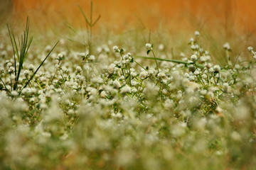 white clover flowers on the mountain slopes, with bokeh backgrounds and foreground, photographed during the hot day