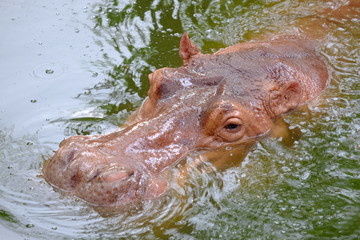 Head part of hippo floating in the water