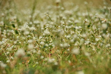 white clover flowers on the mountain slopes, with bokeh backgrounds and foreground, photographed during the hot day