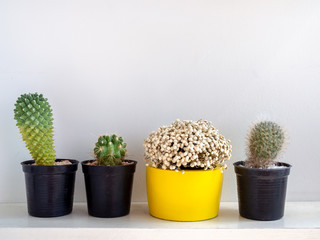 Beautiful round concrete planters with cactus plant. Colorful painted concrete pots for home decoration
