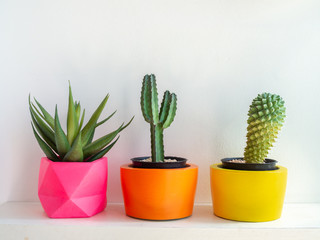 Beautiful various geometric concrete planters with cactus, flower and succulent plant. Colorful painted concrete pots for home decoration