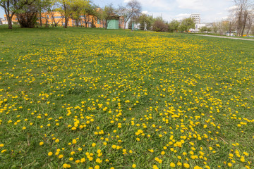Yellow flowering dandelions on the field.
