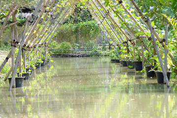 Fototapeta na wymiar Canal in the farm covered by triangle bamboo roof and aquatic plants