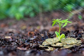 Money growth, seedling and rain. concept coins in soil