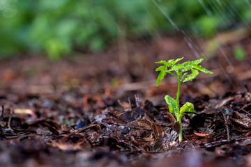Green sprouts in the rain