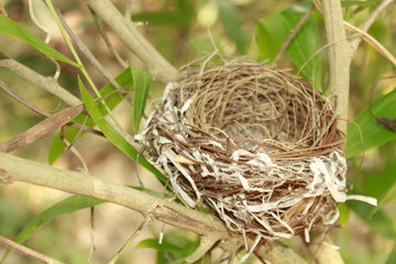 Bird nest