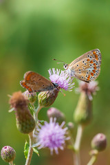 Brown Hairstreak butterfly mating
