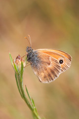 small heath butterfly (Coenonympha pamphilus) resting