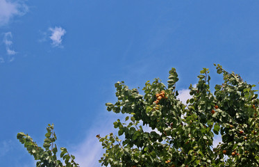 Fototapeta na wymiar 살구나무 열매