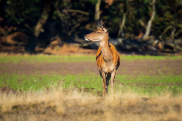 Female Red Deer doe or hind, Cervus elaphus