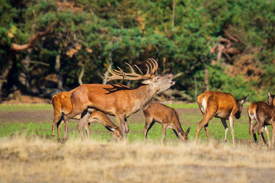 Male red deer cervus elaphus rutting and roaring