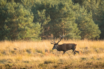 Male red deer stag cervus elaphus, rutting during sunset