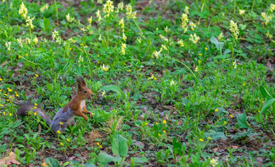 Brown squirrel changes fur from winter to summer and sits on the green spring grass
