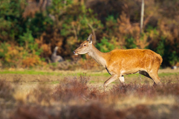 Female Red Deer doe or hind, Cervus elaphus