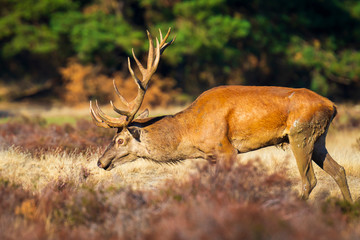 Male red deer, cervus elaphus, during rutting season