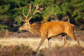 Male red deer, cervus elaphus, during rutting season