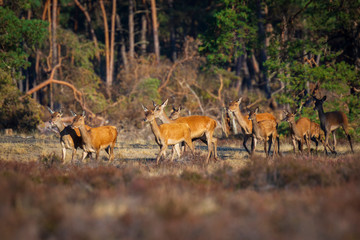 Naklejka na ściany i meble Herd of Red Deer does or hinds Cervus elaphus walking out of a forest