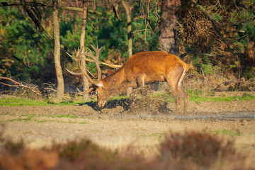Male red deer stag cervus elaphus, rutting during sunset
