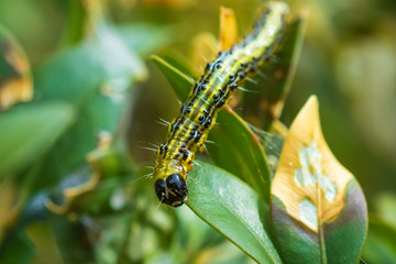 Box tree moth, Cydalima perspectalis