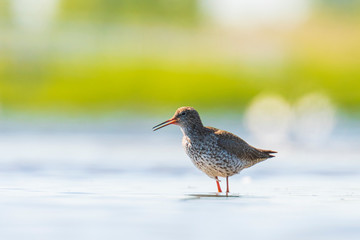 common redshank tringa totanus wading bird