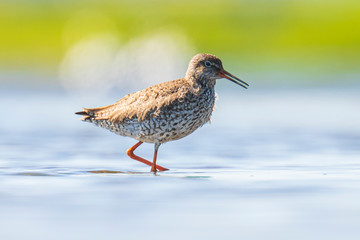common redshank tringa totanus wading bird