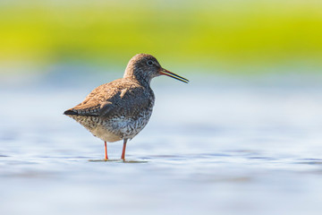 common redshank tringa totanus wading bird