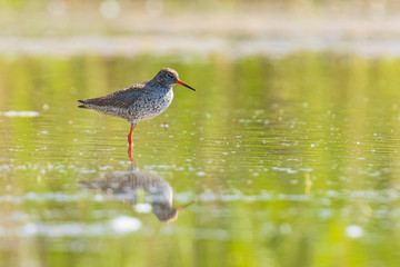 common redshank tringa totanus wading bird