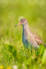 common redshank (tringa totanus) in farmland